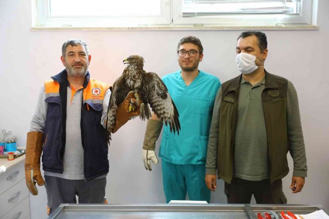 Yaralı Kızıl Şahin Tedavi Edildikten Sonra Doğaya Bırakıldı