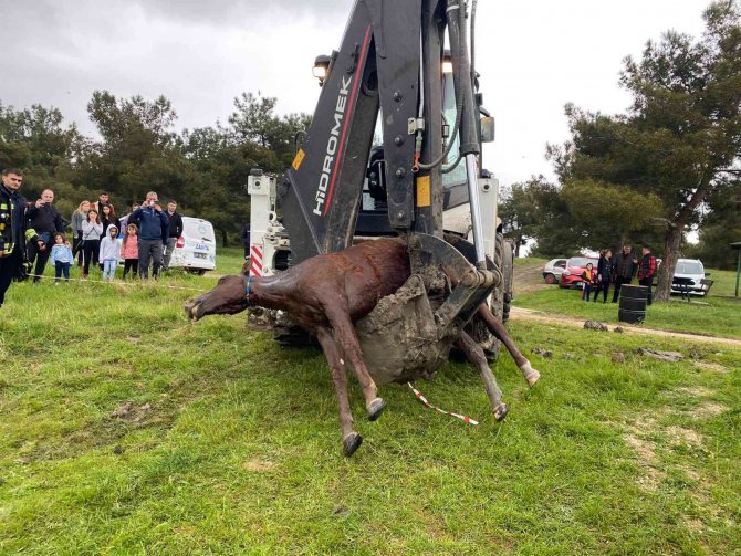 Tekirdağ’da Bağlı Olduğu Arabasıyla Gölete Düşen At Boğuldu