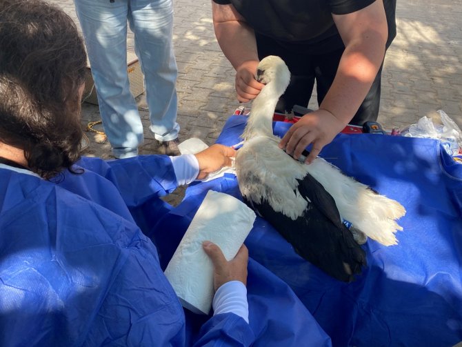 Yaren Leyleğin Halkalı Yavrusu Bursa’ya Geri Döndü