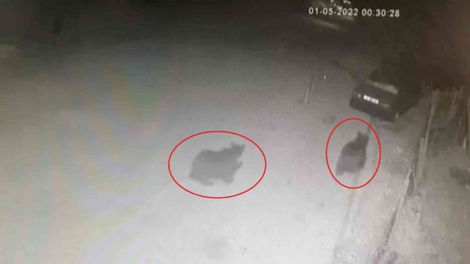 Bursa Şehir Merkezinde Ayı Paniği: Burun Buruna Geldiler