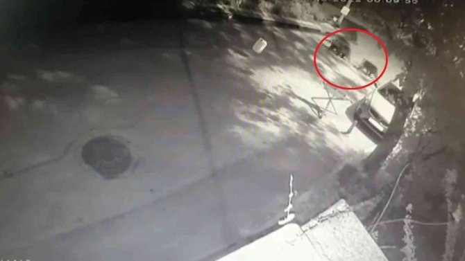 Bursa Şehir Merkezinde Ayı Paniği: Burun Buruna Geldiler