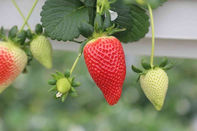 İ̇nteraktif Çilek E- Çalıştayı Kitap Oldu