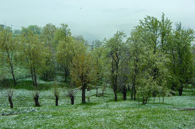 Artvin’in Yüksek Kesimlerinde Kar Etkili Oldu