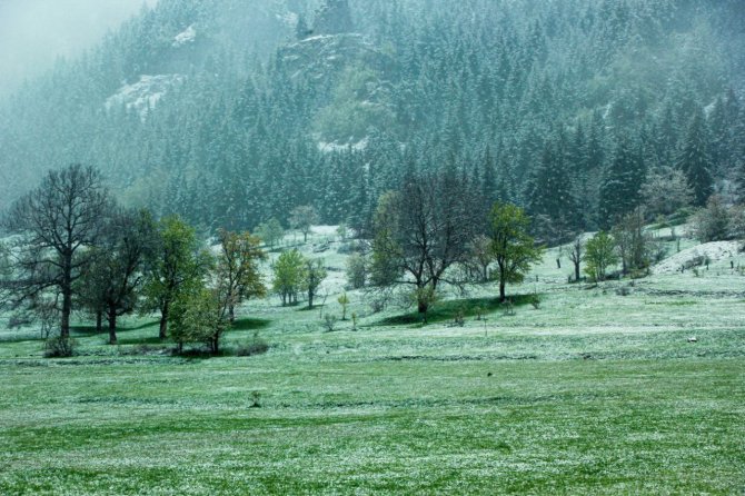Artvin’in Yüksek Kesimlerinde Kar Etkili Oldu