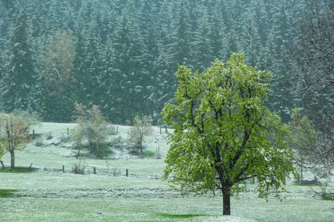 Artvin’in Yüksek Kesimlerinde Kar Etkili Oldu