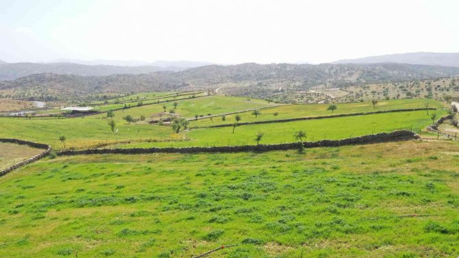 Aydın Büyükşehir Belediyesi, Kurak Toprakları Hayata Döndürdü