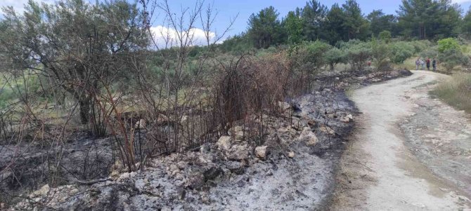 Zeytinlik Alanda Çıkan Yangın Ormana Sıçramadan Söndürüldü