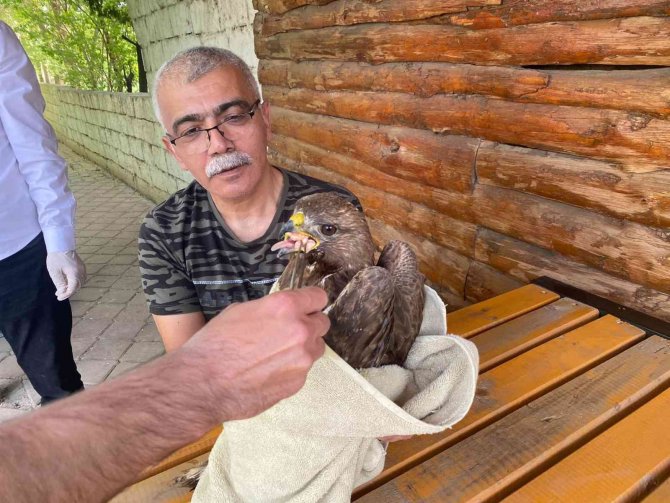 Bitkin Halde Bulunan Şahin Tedavi Altına Alındı