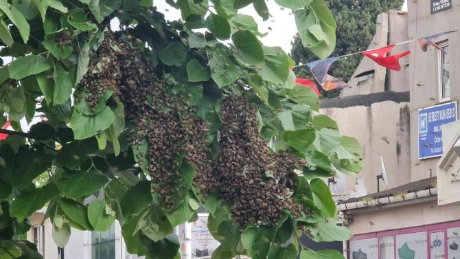 Tekirdağ Bir Sokakta Arı İstilası: Vatandaş Kaçacak Yer Aradı