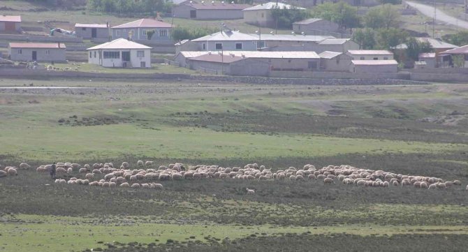Erzincan’da Meralar Küçükbaş Hayvanlarla Şenlendi