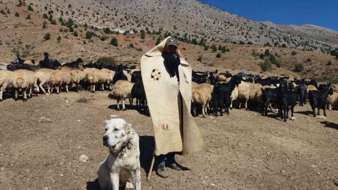 Erzincan’da Meralar Küçükbaş Hayvanlarla Şenlendi