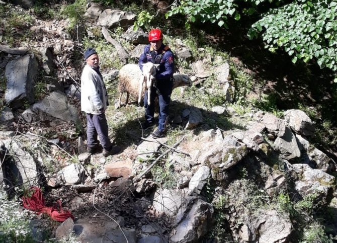 Uçurumda Mahsur Kalan Koyun Ve Kuzu Kurtarıldı