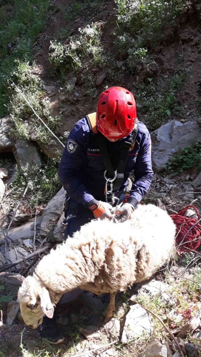 Uçurumda Mahsur Kalan Koyun Ve Kuzu Kurtarıldı