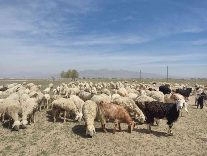 Niğde’de Mera Alanları Yeşerecek