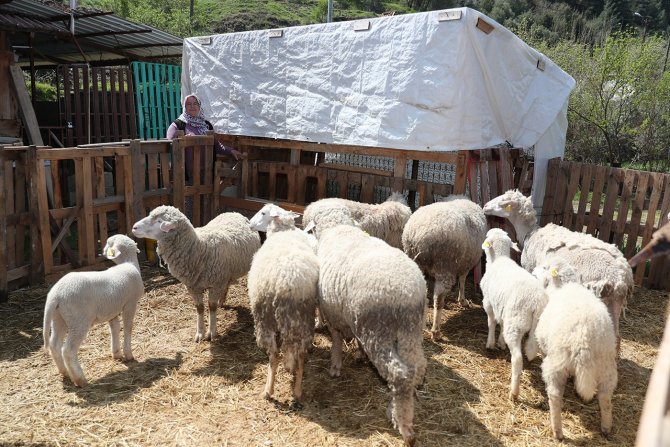 Kadın Üreticilere Verilen Koyunlar Kuzulamaya Başladı