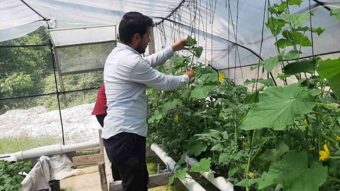 İ̇zledikleri Videodan Etkilenip Sera Kuran Gençler Topraksız Tarım Yapıyor
