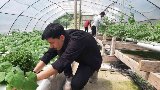 İ̇zledikleri Videodan Etkilenip Sera Kuran Gençler Topraksız Tarım Yapıyor