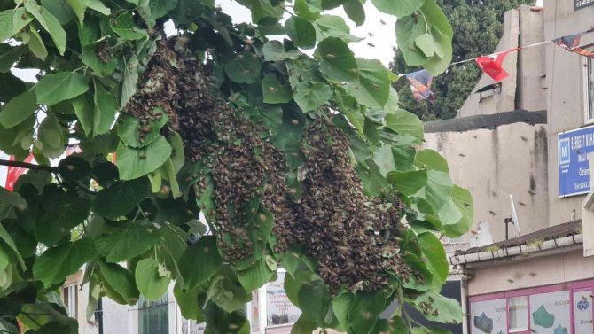 Tekirdağ Bir Sokakta Arı İstilası: Vatandaş Kaçacak Yer Aradı