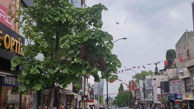 Tekirdağ Bir Sokakta Arı İstilası: Vatandaş Kaçacak Yer Aradı