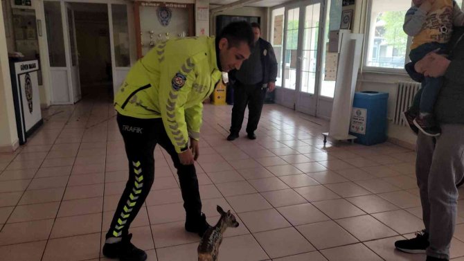 Kastamonu’da Annesini Kaybeden Yavru Karacaya Polis Şefkati