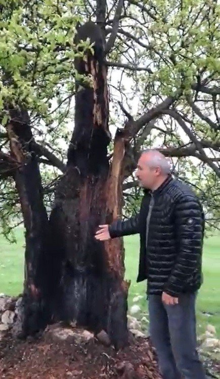 Yıldırım İsabet Eden Ağaç Alev Aldı