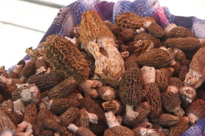 12. Dastar Ve Kuzugöbeği Festivali Renkli Görüntülerle Başladı