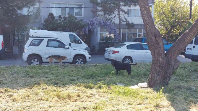 Küçükçekmece’de Sokak Köpekleri Yaşlı Adama Saldırdı