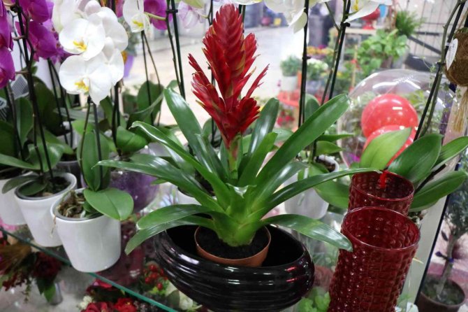 Anneler Günü’nde Gülün Adeti 25 Tl