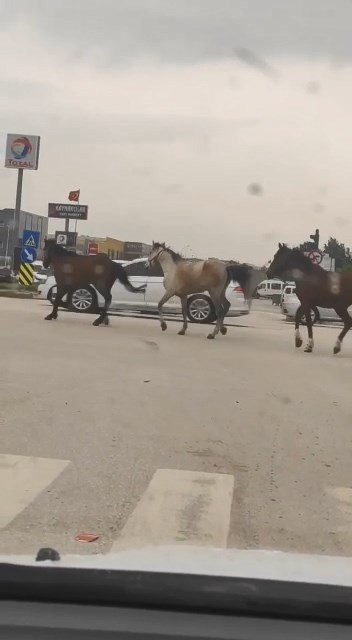 Başıboş Atlar Karayolunda Kazaya Davetiye Çıkardı