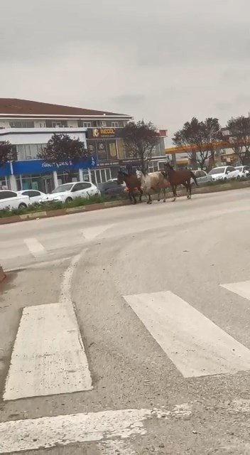 Başıboş Atlar Karayolunda Kazaya Davetiye Çıkardı