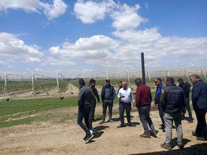 Çiftçi Ve Zabıta Dolu Topu Avına Çıktı