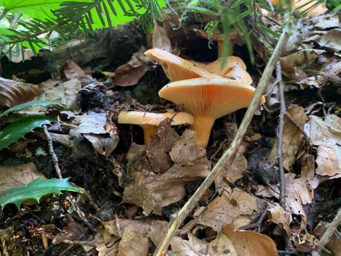 Ülkemizde Sıklıkla Görülüyor