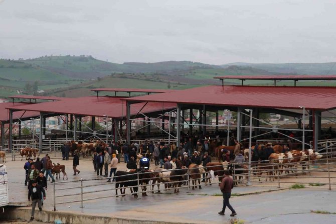 Havza Kapalı Canlı Hayvan Pazarı Açıldı