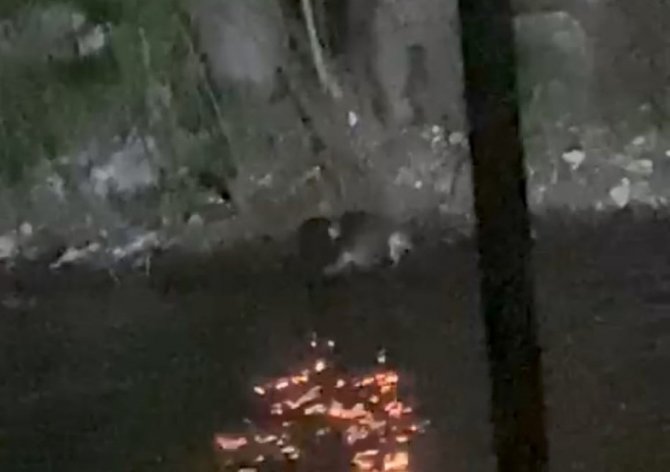 Nesli Tükenmekte Olan Su Samurları Görüntülendi