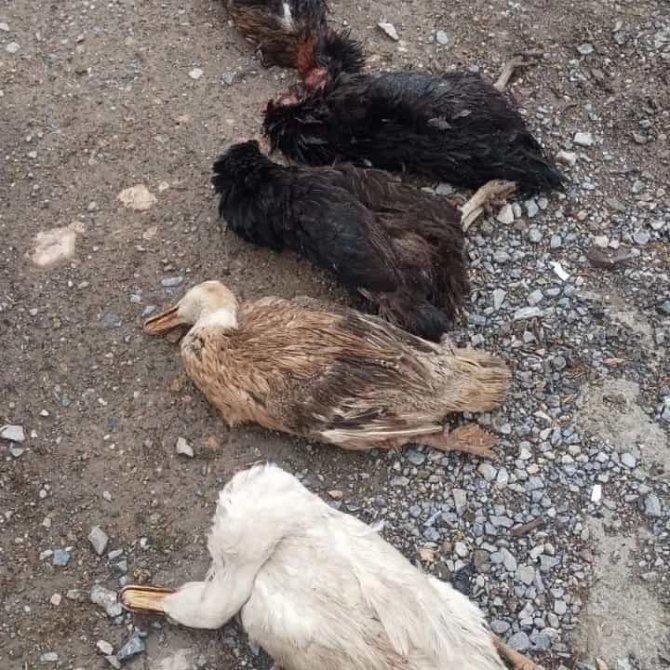 Sokak Köpekleri Onlarca Kümes Hayvanını Telef Etti