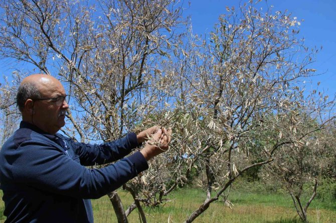 Zeytin Ağaçlarında Korkutan Kuruma