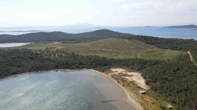 Ayvalık’ta Yanan Ormanlık Alanlarda Yeşil Yeniden Hayat Buluyor