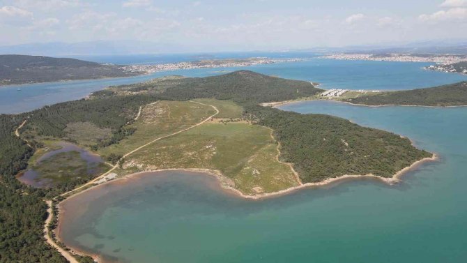 Ayvalık’ta Yanan Ormanlık Alanlarda Yeşil Yeniden Hayat Buluyor
