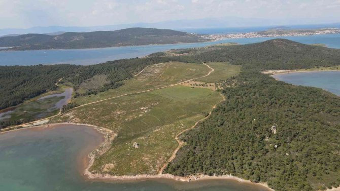 Ayvalık’ta Yanan Ormanlık Alanlarda Yeşil Yeniden Hayat Buluyor