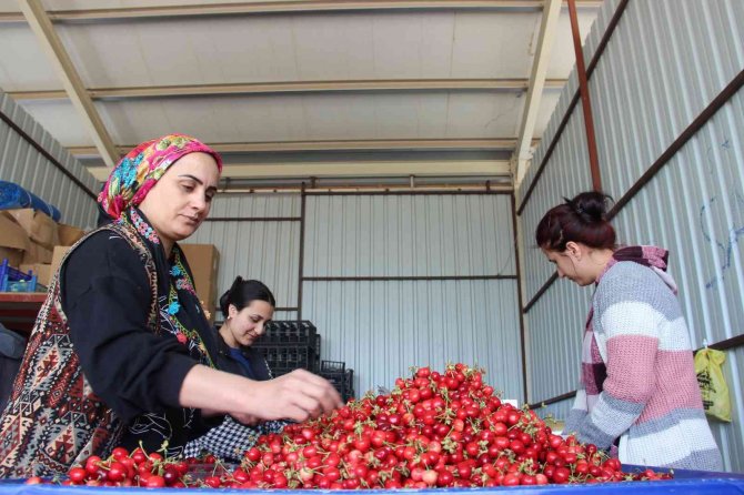 Kirazda Fiyatlar Düştü