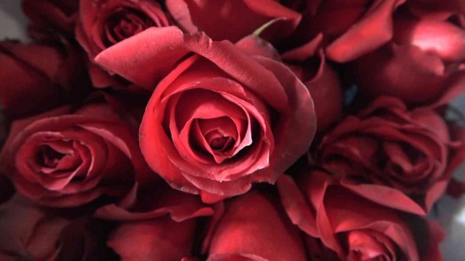 Çiçek Kenti Yalova’da Anneler Günü Telaşı