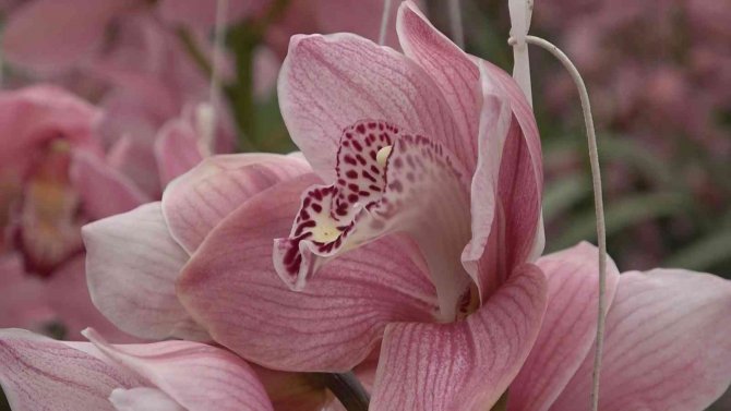 Çiçek Kenti Yalova’da Anneler Günü Telaşı