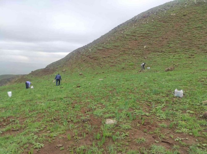 Doğu Ve Güneydoğuda Teröristlerden Arındırılan Dağlar, Vatandaşların Geçim Kaynağı Oldu