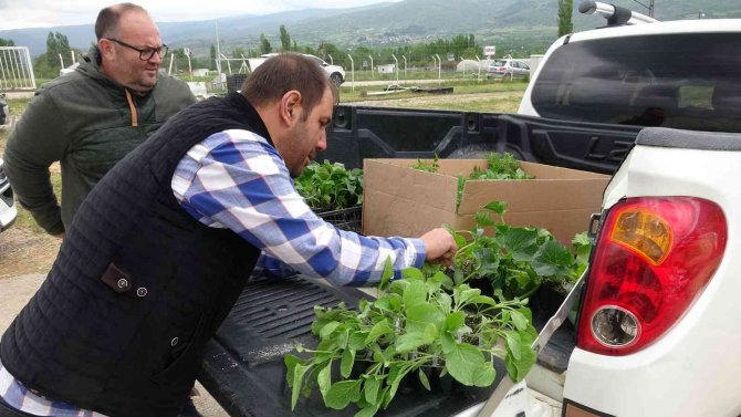 Organik Tarıma İlgi Arttı