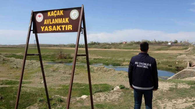 İ̇nci Kefalinin Korunması İçin Geceli Gündüzlü Denetim