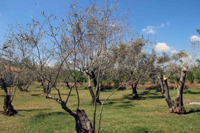 Zeytin Ağaçlarında Korkutan Kuruma