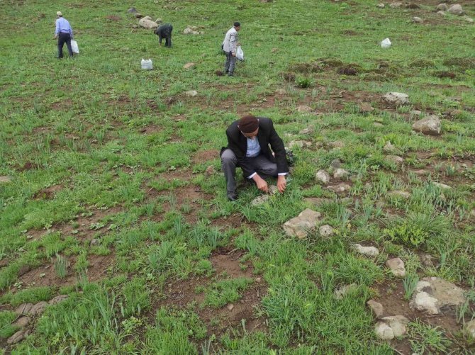 Doğu Ve Güneydoğuda Teröristlerden Arındırılan Dağlar, Vatandaşların Geçim Kaynağı Oldu