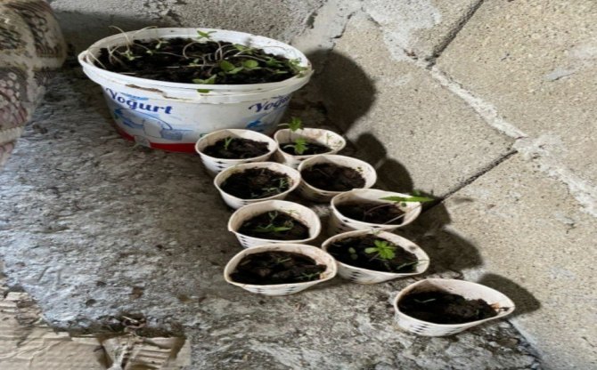 Kdz. Ereğli’de 92 Kök Hint Keneviri Ele Geçirildi