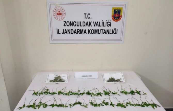 Kdz. Ereğli’de 92 Kök Hint Keneviri Ele Geçirildi
