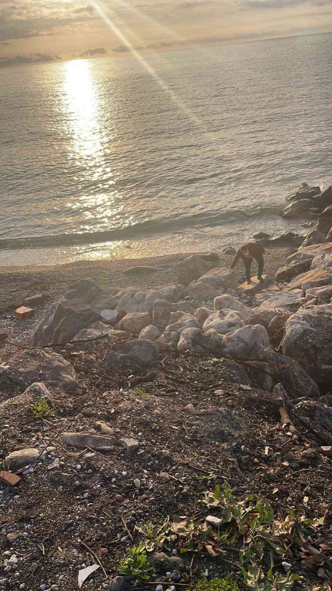Zonguldak’ta Ölü Yunus Karaya Vurdu